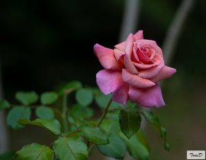 DSC05071.jpg
