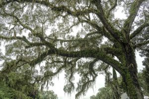 live oak.jpg