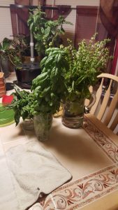Basil from outside.jpg