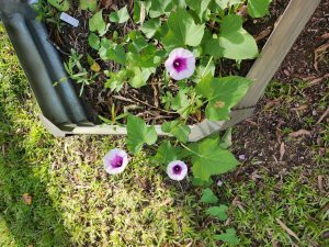 Sweet-Potatoe-Flowers2.-jpg