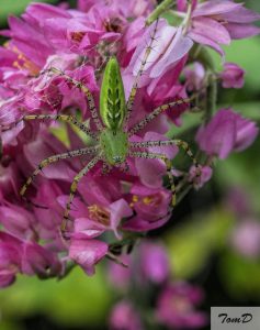 christmas-spider