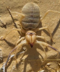 camel_spiders