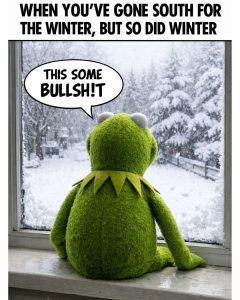 Frog-snow